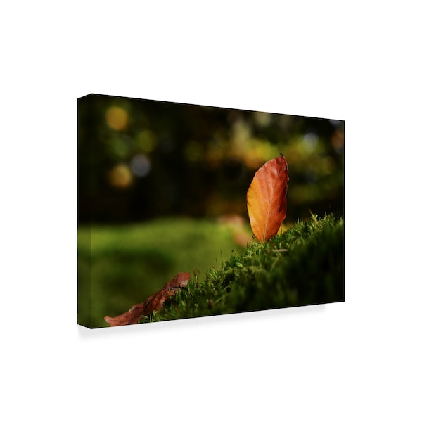 Philippe Sainte-Laudy 'Leaf And Ant' Canvas Art,12x19